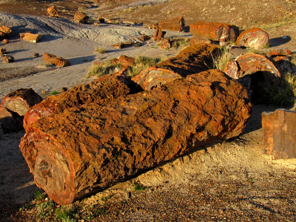 Crystal Forest at Petrified Forest NP in Arizona