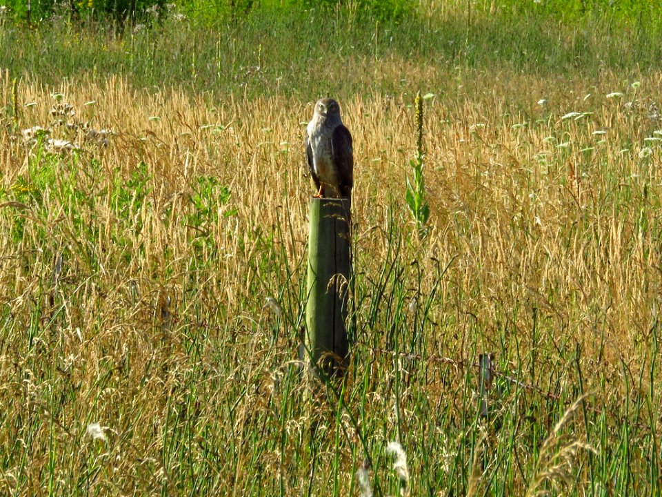 Northern Harrier at Steigerwald Lake NWR in WA