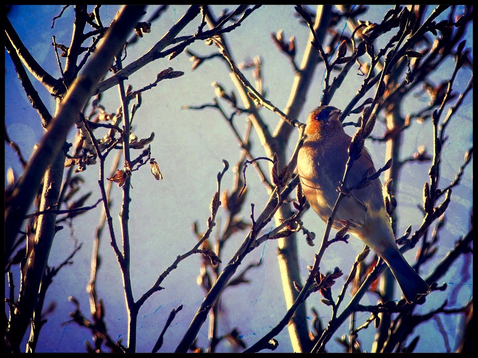 Common Chaffinch ♂️ - Fringilla coelebs