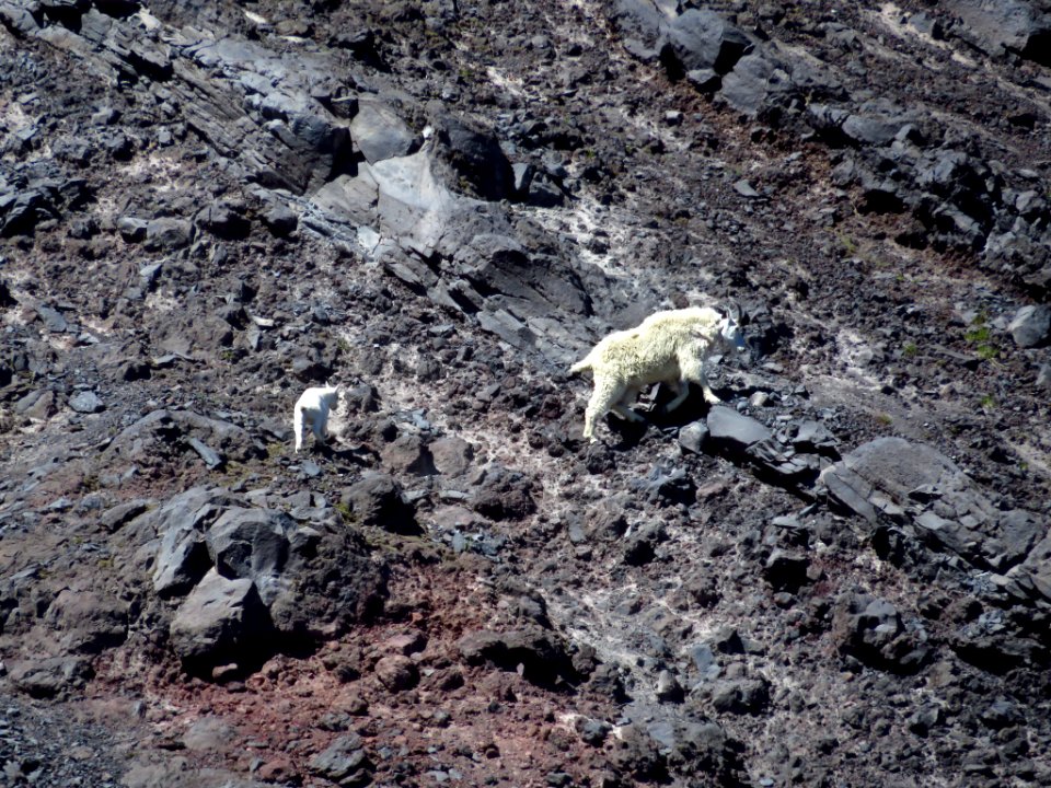 Mountain Goats at Mt. St. Helens NM in WA photo