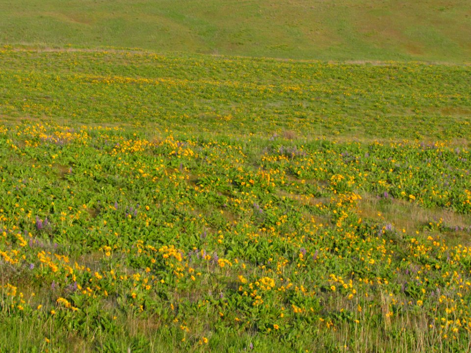 Wildflowers at Dalles Mt. Ranch in WA