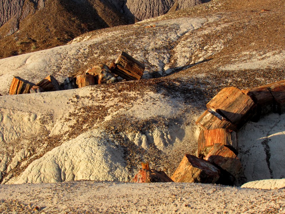 Crystal Forest at Petrified Forest NP in Arizona