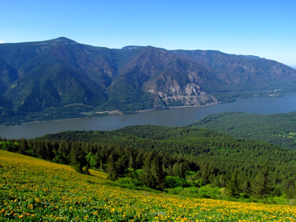 Wildflowers on Dog Mountain Trail in WA