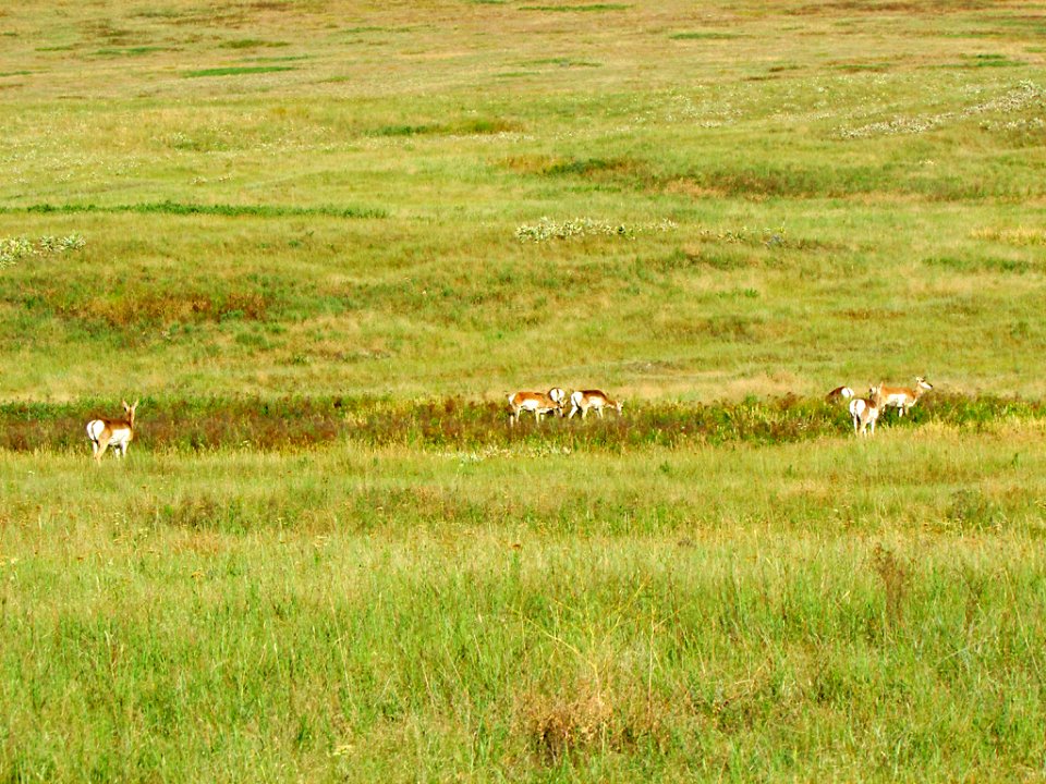 Antelope at National Bison Range in MT