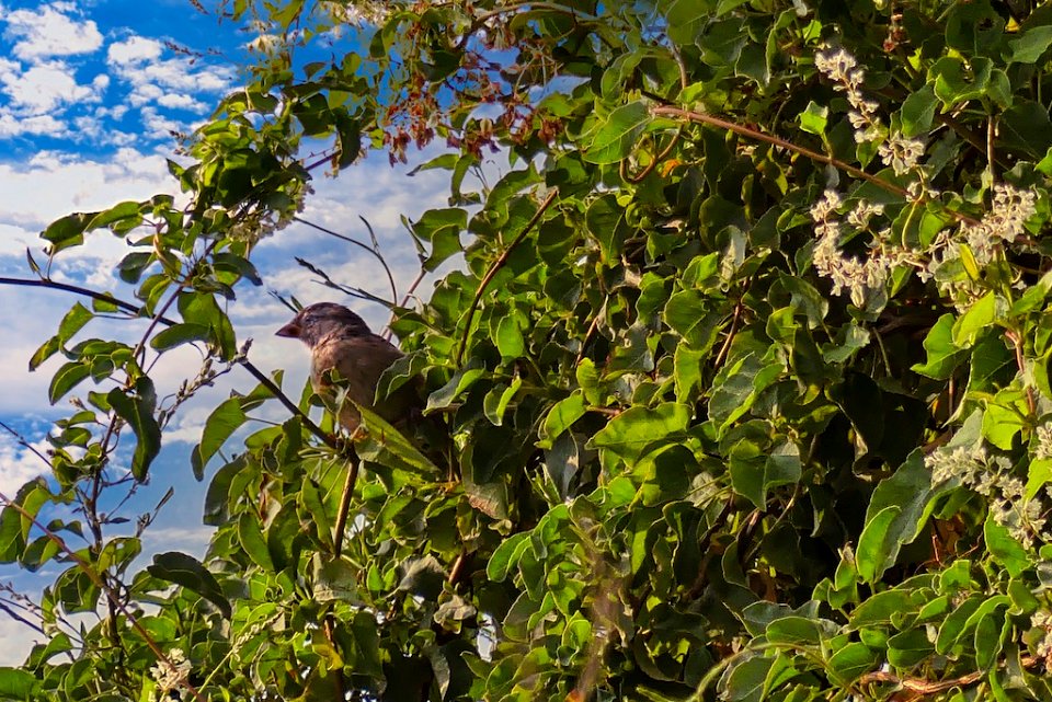 Sparrow