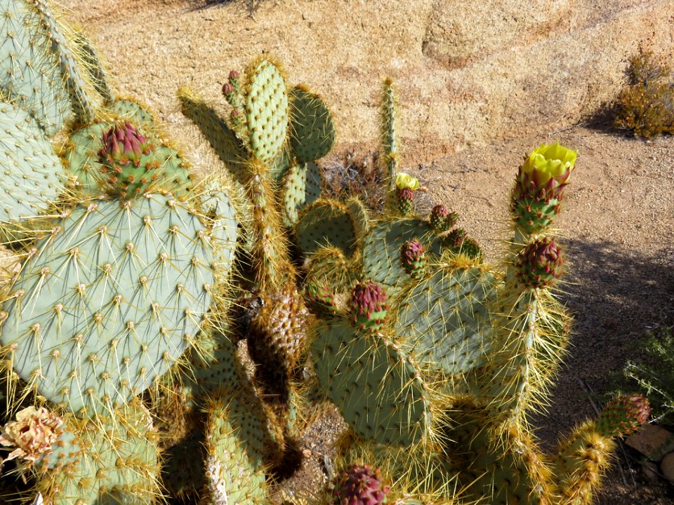 Joshua Tree NP in CA