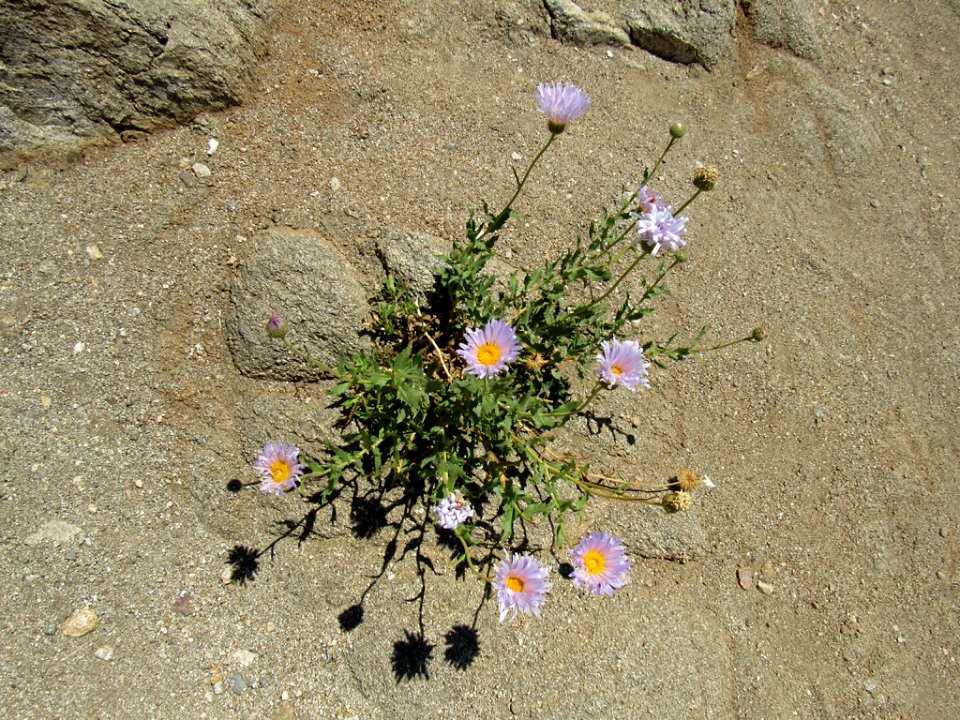 Wildflowers at Joshua Tree NP in California