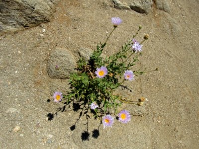 Wildflowers at Joshua Tree NP in California