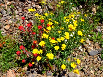 Saddle Mountain Trail in OR