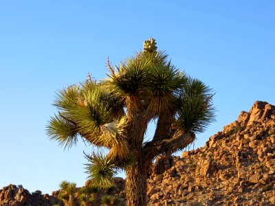 Joshua Tree NP in CA