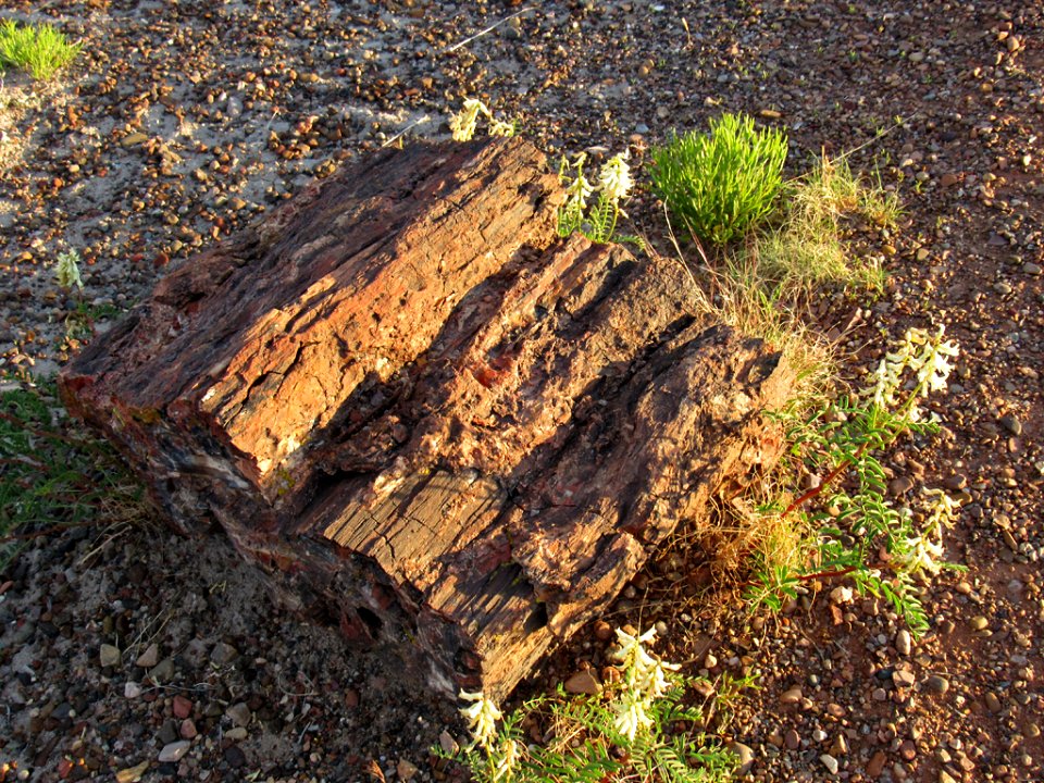 Crystal Forest at Petrified Forest NP in Arizona