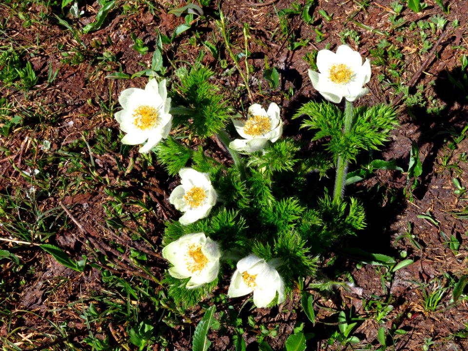 Wildflowers at Mt. Rainier NP in WA