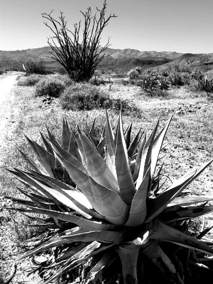 Ocotillo ACEC-NCL, El Centro Field Office