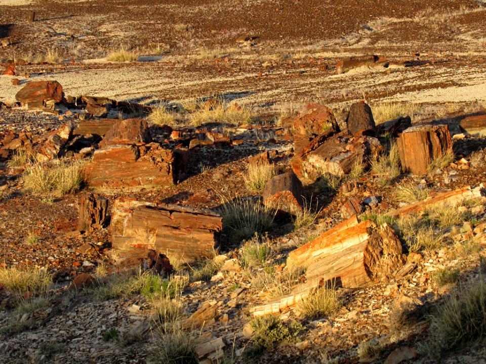 Crystal Forest at Petrified Forest NP in Arizona