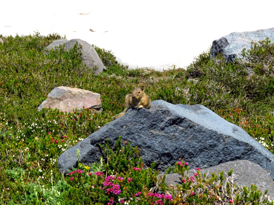 Ground Squirrel at Mt. Rainier NP in WA