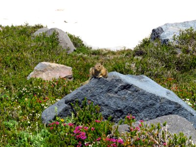 Ground Squirrel at Mt. Rainier NP in WA photo