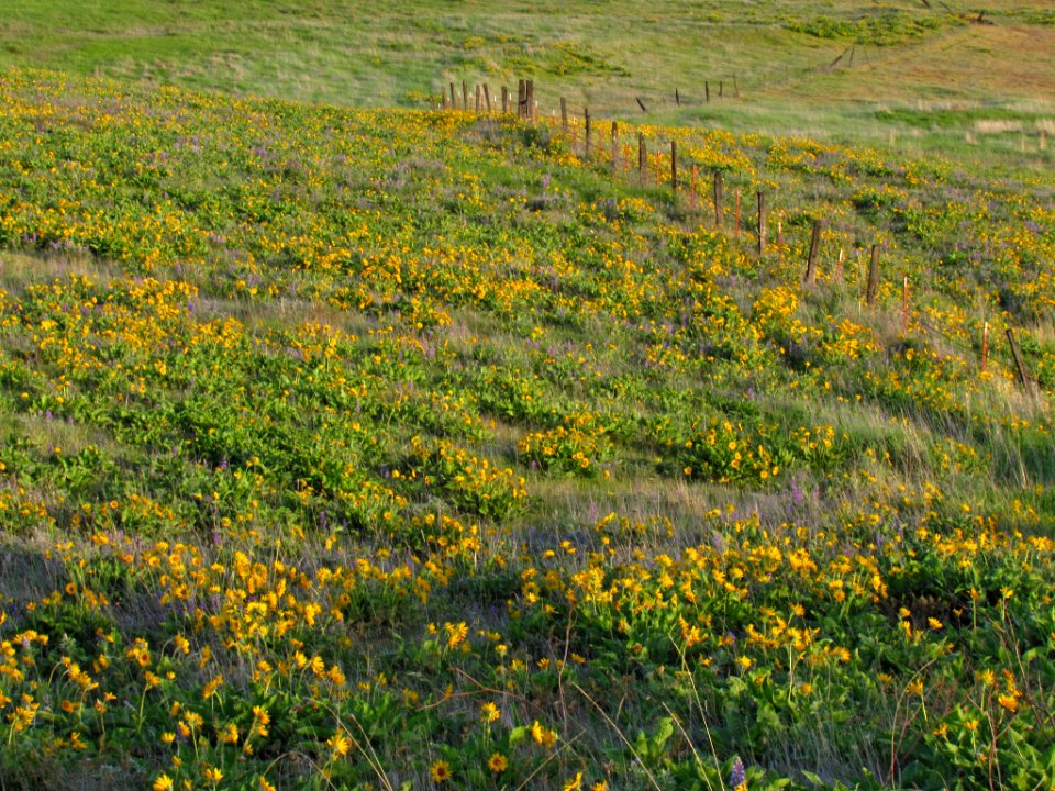 Wildflowers at Dalles Mt. Ranch in WA