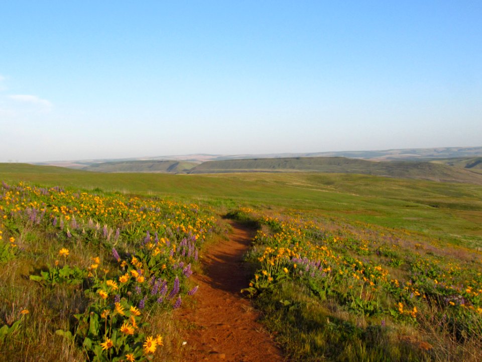 Wildflowers at Dalles Mt. Ranch in WA