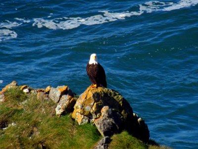 Bald Eagle at God's Thumb Hike in OR