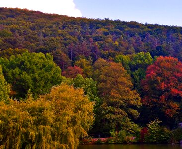 Foliage trees red photo