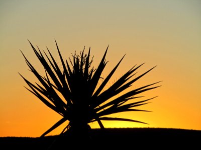 Sunrise at Joshua Tree NP in CA