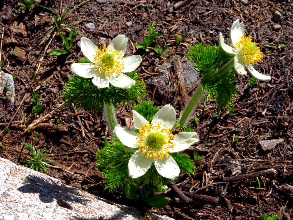 Wildflowers at Mt. Rainier NP in WA