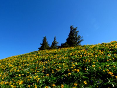 Wildflowers on Dog Mountain Trail in WA
