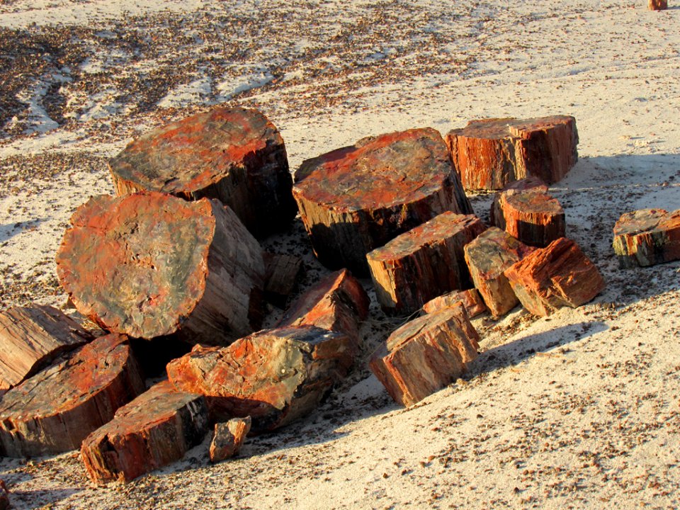Crystal Forest at Petrified Forest NP in Arizona
