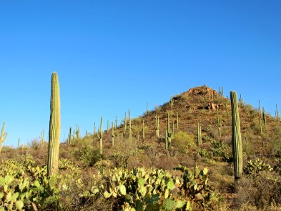 Saguaro NP in Arizona photo