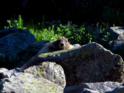 Marmot at Mt. Rainier NP in WA photo