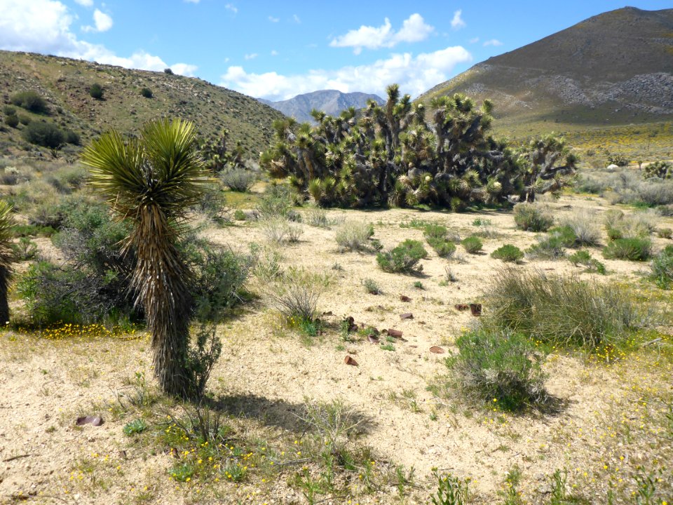 Can Scatter, Ridgecrest Field Office