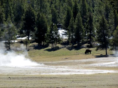 Yellowstone NP in WY