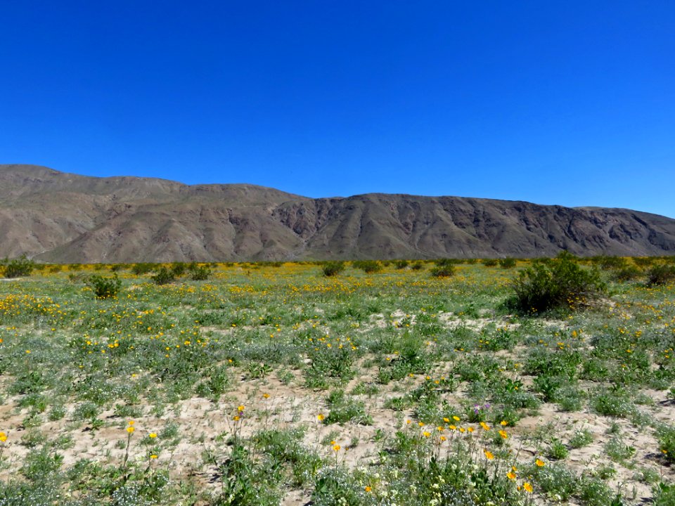 Henderson Canyon with Wildflowers at Anza-Borrego Desert SP in CA photo