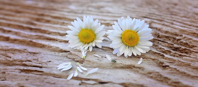 Wood close up pointed flower photo