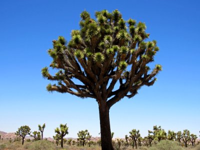 Joshua Tree NP in California photo