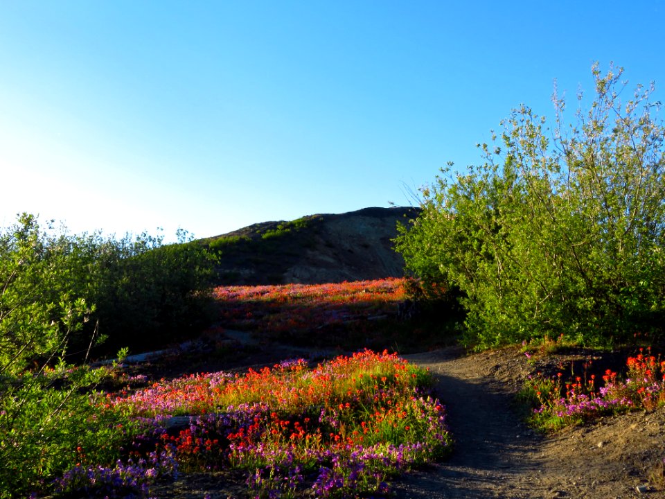Wildflowers at Mt. Margaret Backcountry in WA