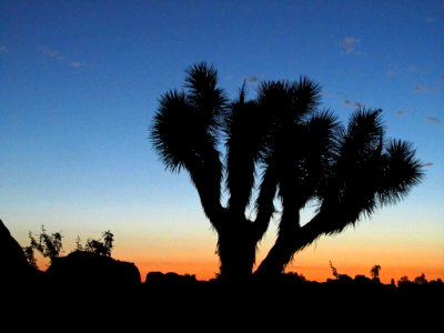 Sunset at Joshua Tree NP in CA