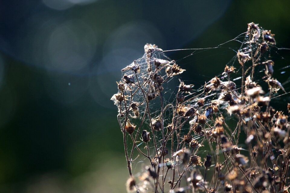 Faded cobweb cobwebs