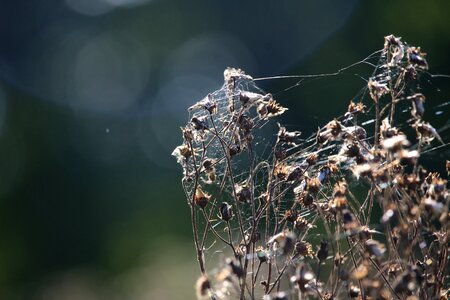Faded cobweb cobwebs