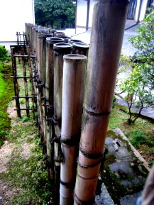 Bamboo Fence photo