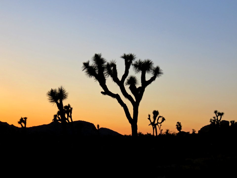 Joshua Tree NP in CA