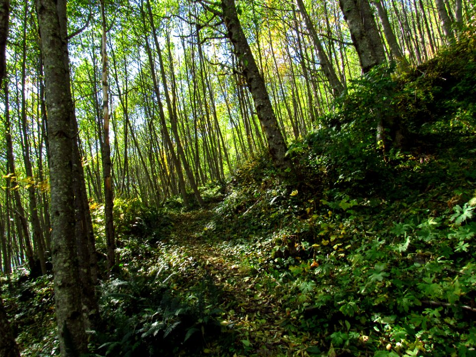 Coldwater Lake Loop Trail in WA