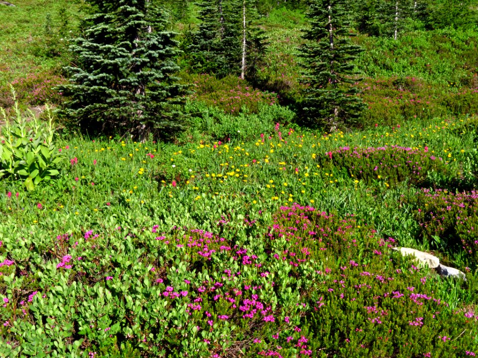 Wildflowers at Mt. Rainier NP in WA