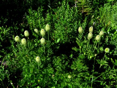 Wildflowers on Tatoosh Peak Trail in WA