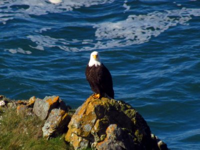 Bald Eagle at God's Thumb Hike in OR