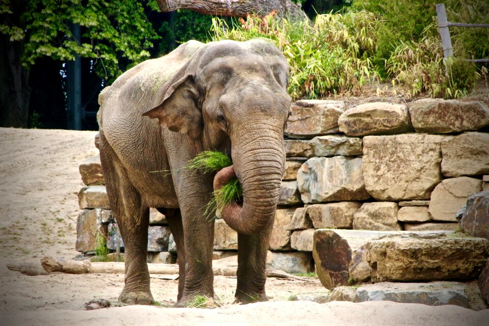 Planckendael elephant zoo