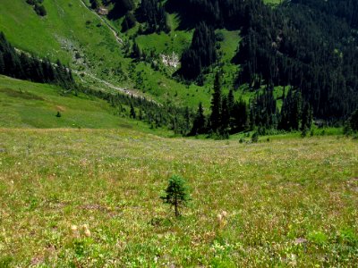 Tatoosh Wilderness in WA