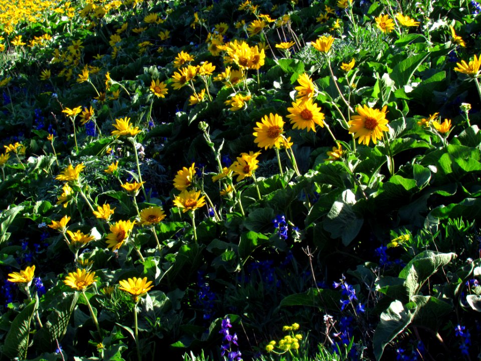 Wildflowers on Dog Mountain Trail in WA