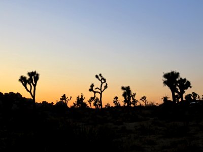 Joshua Tree NP in CA