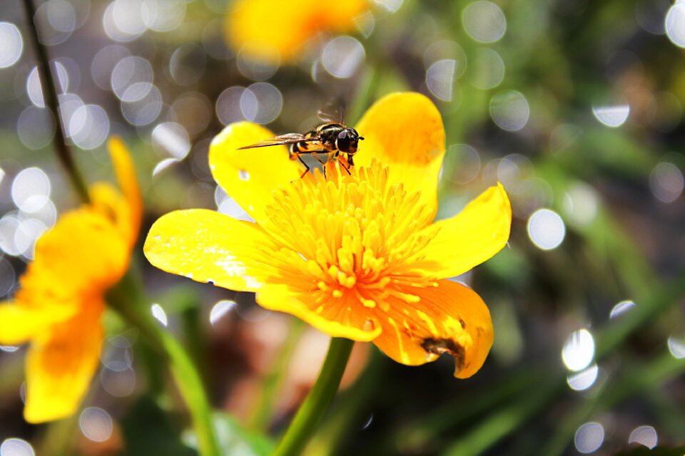 Bloom insect close up photo